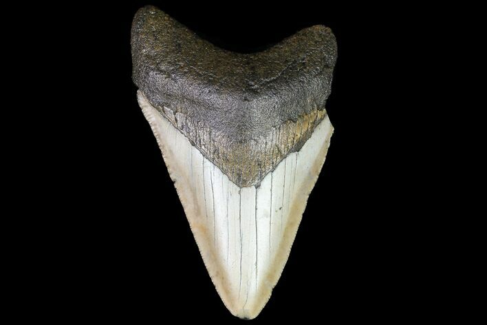 Bargain, Megalodon Tooth - North Carolina #76314